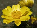 Pheasant's Eye   Adonis vernalis